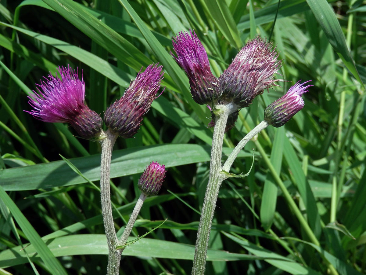 Pcháč potoční (Cirsium rivulare (Jacq.) All.)