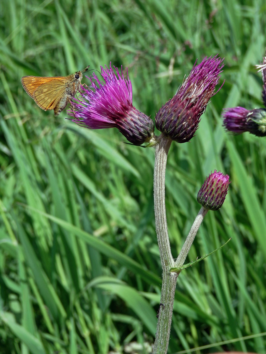 Pcháč potoční (Cirsium rivulare (Jacq.) All.)