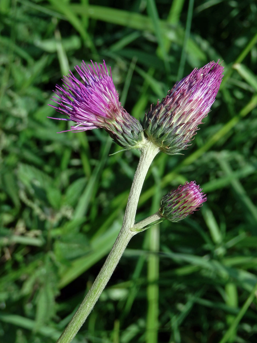 Pcháč potoční (Cirsium rivulare (Jacq.) All.)