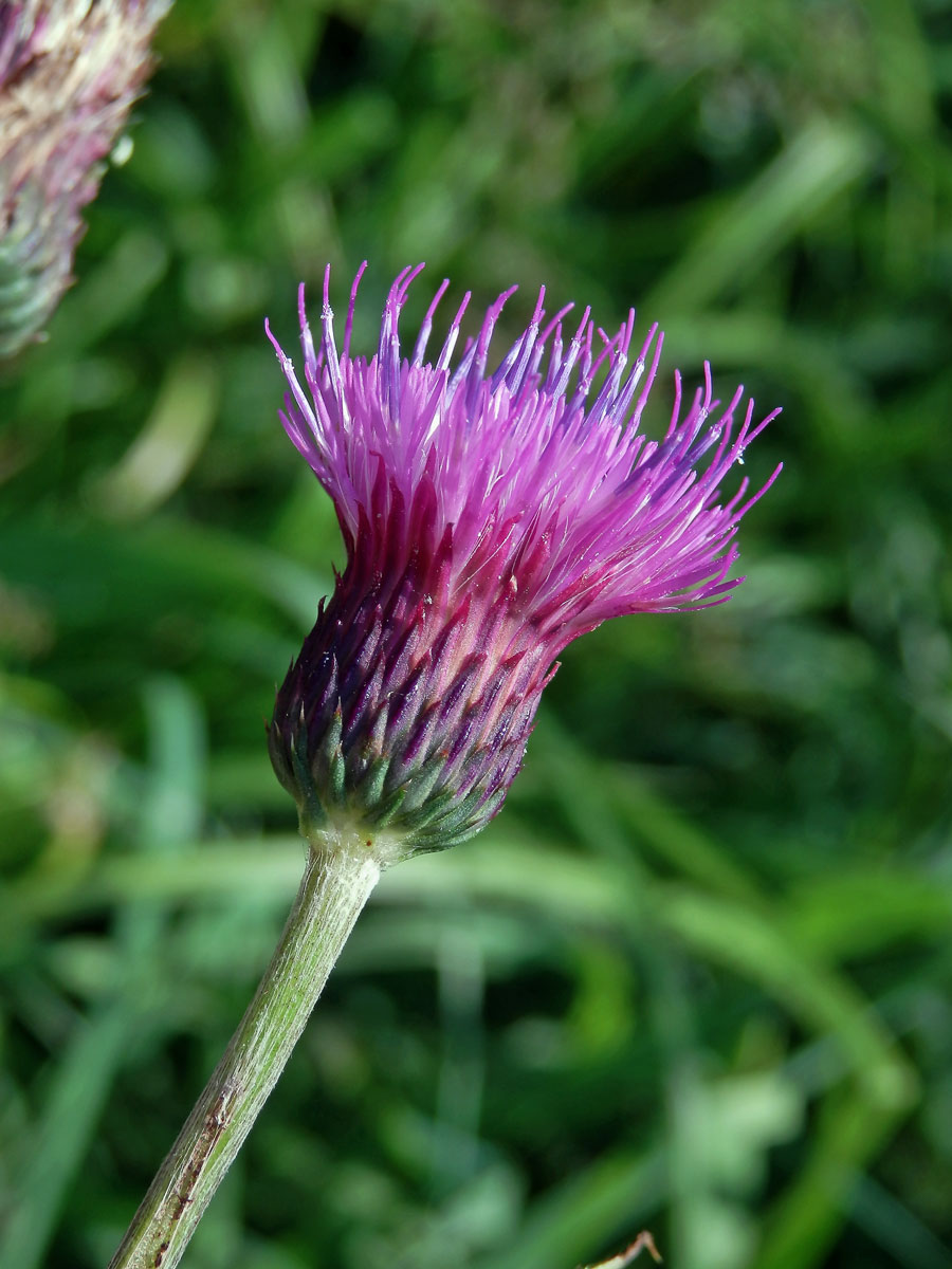 Pcháč potoční (Cirsium rivulare (Jacq.) All.)