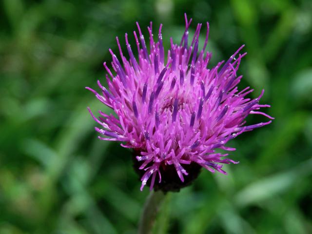 Pcháč potoční (Cirsium rivulare (Jacq.) All.)