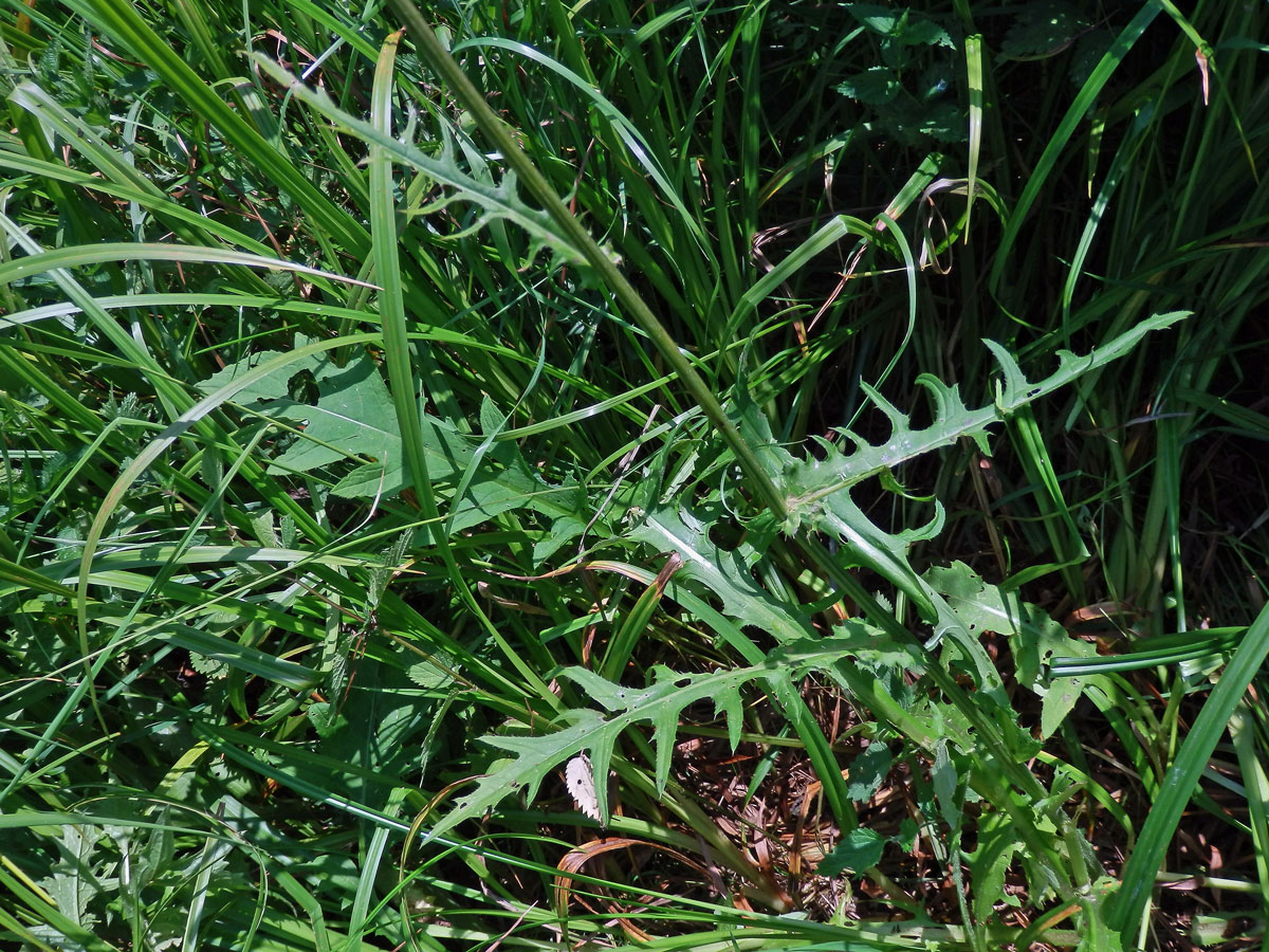 Pcháč potoční (Cirsium rivulare (Jacq.) All.)