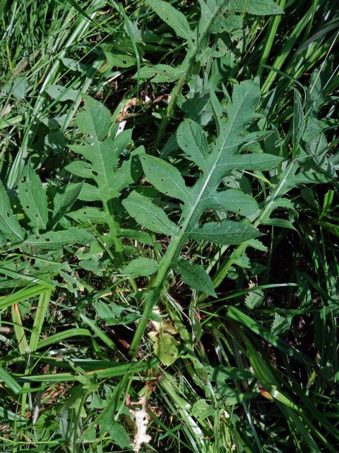 Pcháč potoční (Cirsium rivulare (Jacq.) All.)