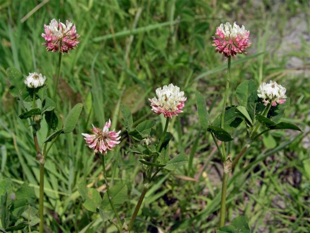 Jetel zvrhlý (Trifolium hybridum L.)