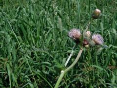 Pcháč potoční x zelinný (Cirsium rivilare x oleraceum)