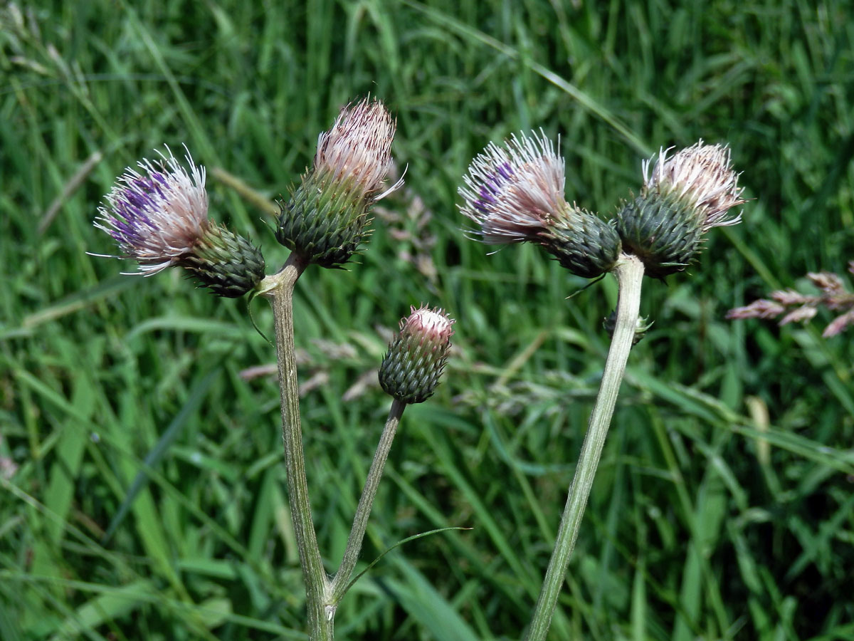 Pcháč potoční x zelinný (Cirsium rivilare x oleraceum)