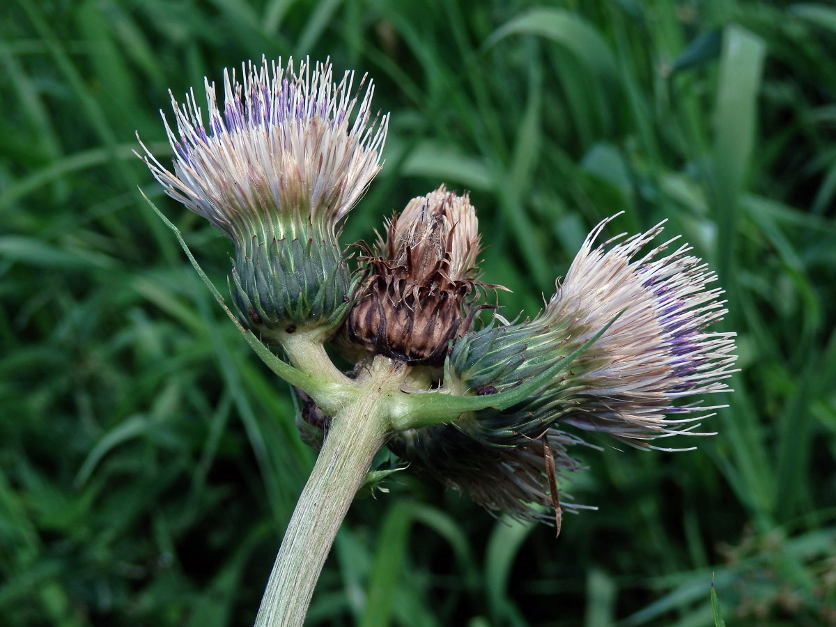 Pcháč potoční × zelinný (Cirsium rivilare × oleraceum)