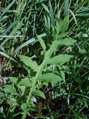 Pcháč potoční x zelinný (Cirsium rivilare x oleraceum)