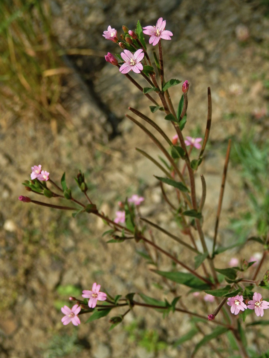 Vrbovka žláznatá (Epilobium ciliatum Raf.)