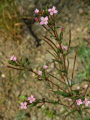 Vrbovka žláznatá (Epilobium ciliatum Raf.)    