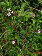 Vrbovka žláznatá (Epilobium ciliatum Raf.)