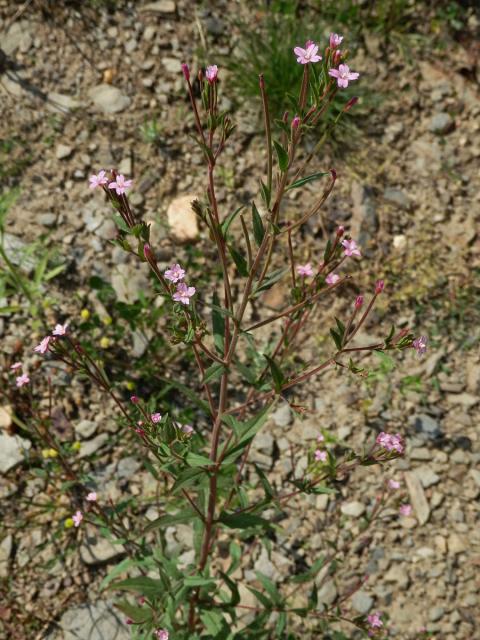 Vrbovka žláznatá (Epilobium ciliatum Raf.)