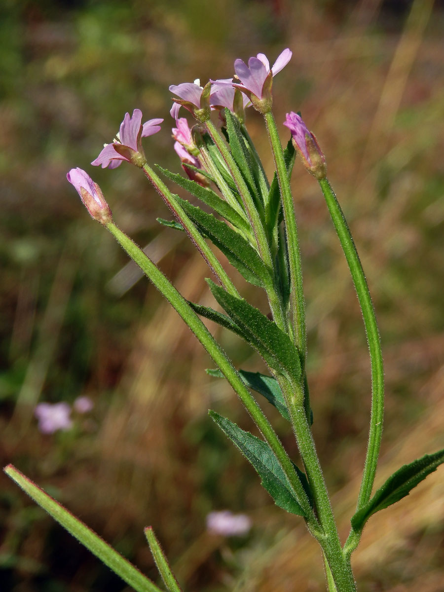 Vrbovka žláznatá (Epilobium ciliatum Raf.)