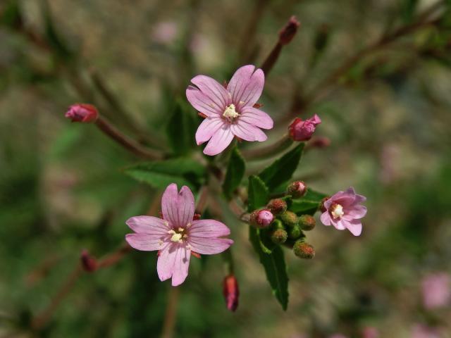 Vrbovka žláznatá (Epilobium ciliatum Raf.)