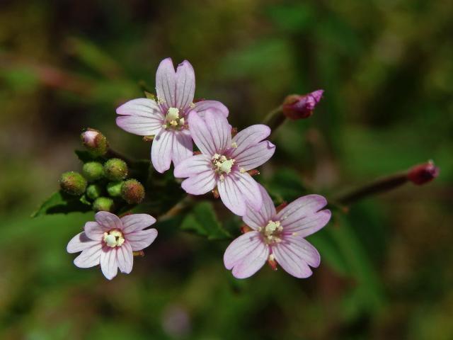 Vrbovka žláznatá (Epilobium ciliatum Raf.)