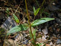 Vrbovka žláznatá (Epilobium ciliatum Raf.)