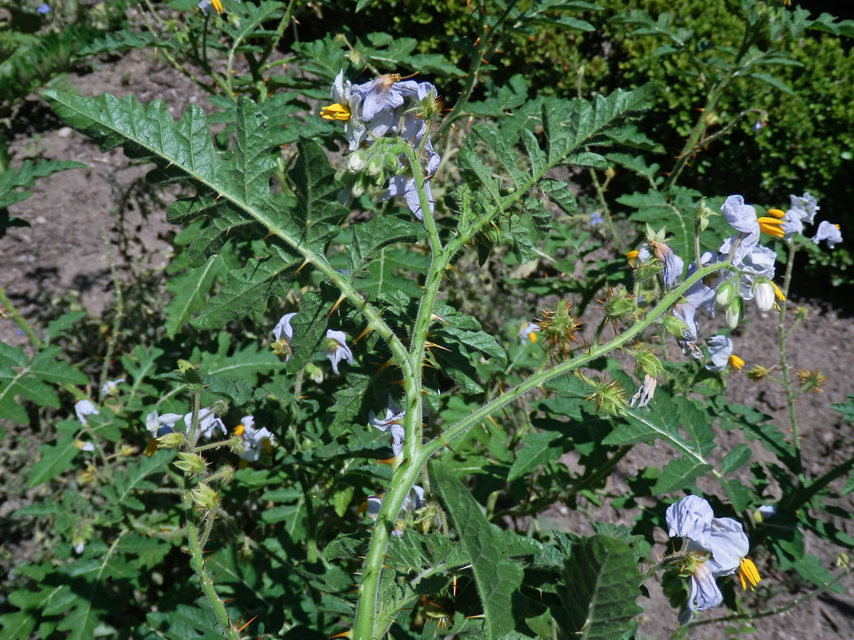 Lilek (Solanum sisymbrifolium Lam.)