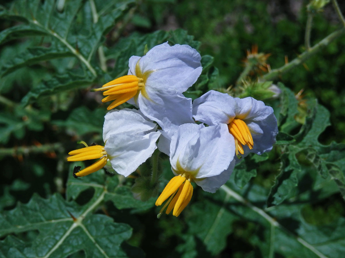 Lilek (Solanum sisymbrifolium Lam.)