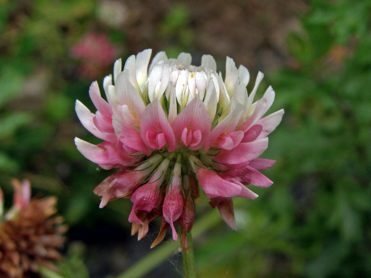 Jetel zvrhlý (Trifolium hybridum L.)