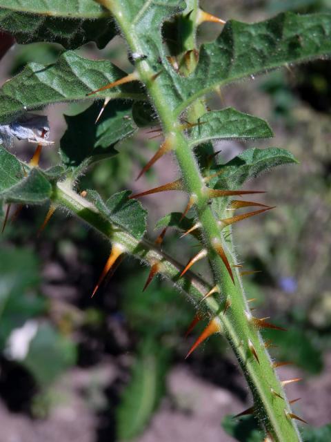 Lilek (Solanum sisymbrifolium Lam.)