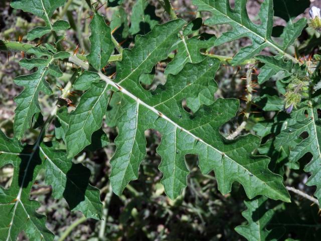 Lilek (Solanum sisymbrifolium Lam.)