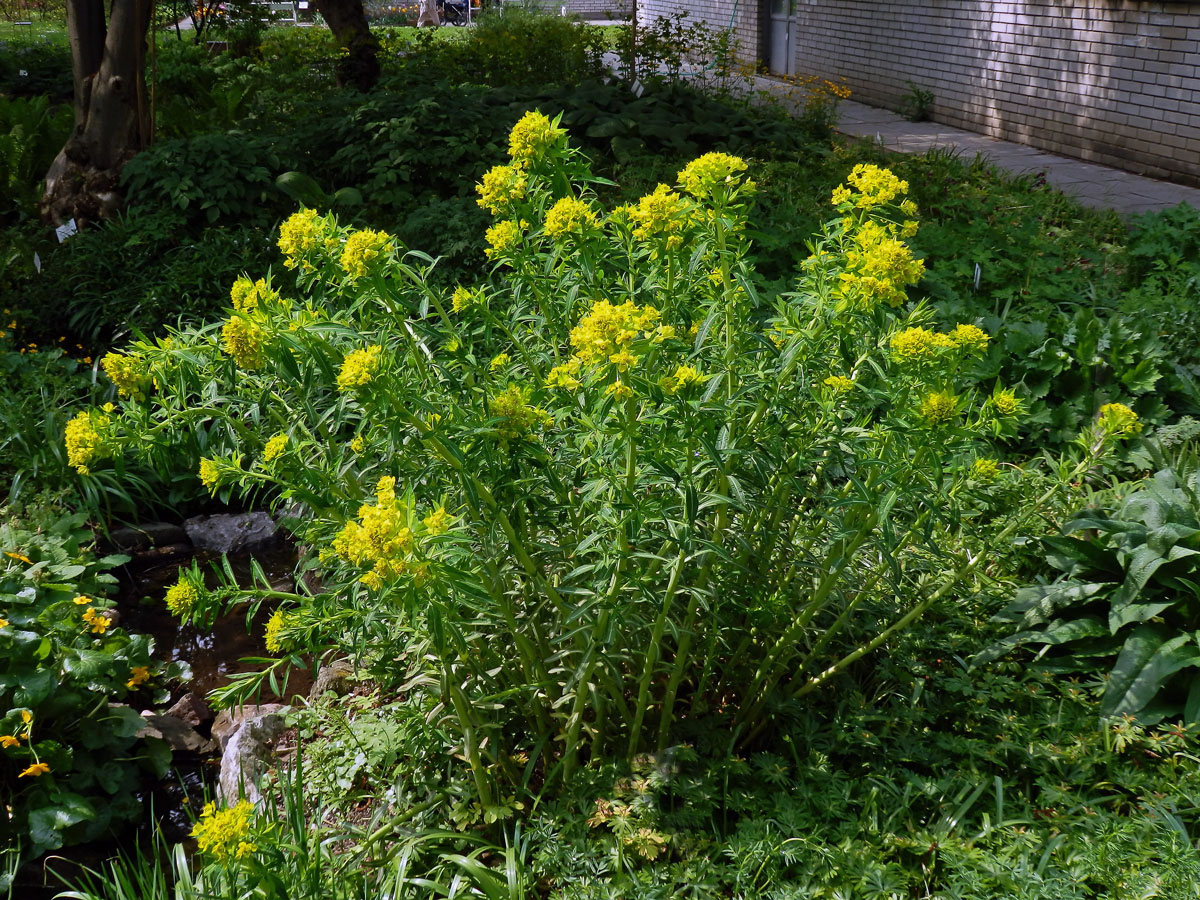 Pryšec bahenní (Euphorbia palustris L.)