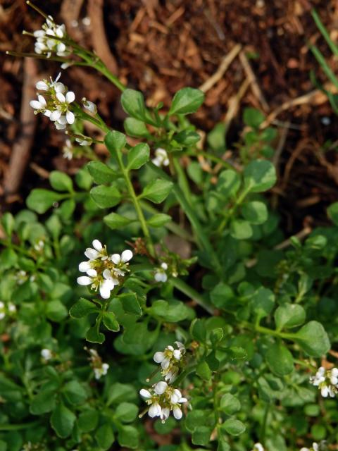 Řeřišnice srstnatá (Cardamine hirsuta L.)