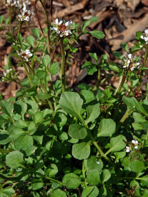 Řeřišnice srstnatá (Cardamine hirsuta L.)