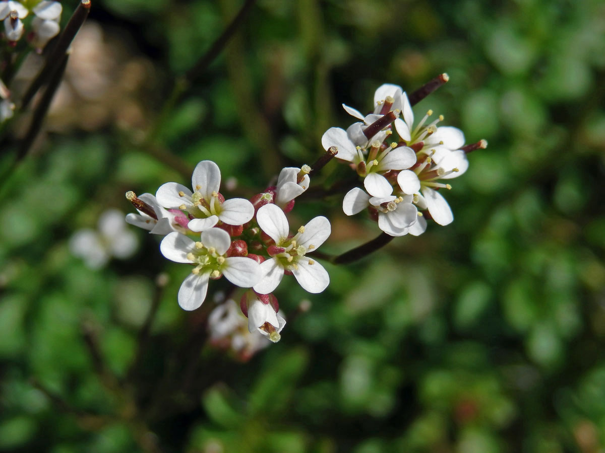 Řeřišnice srstnatá (Cardamine hirsuta L.)