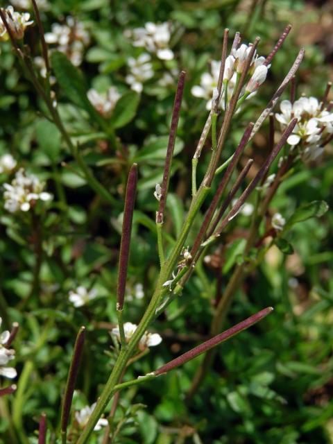 Řeřišnice srstnatá (Cardamine hirsuta L.)