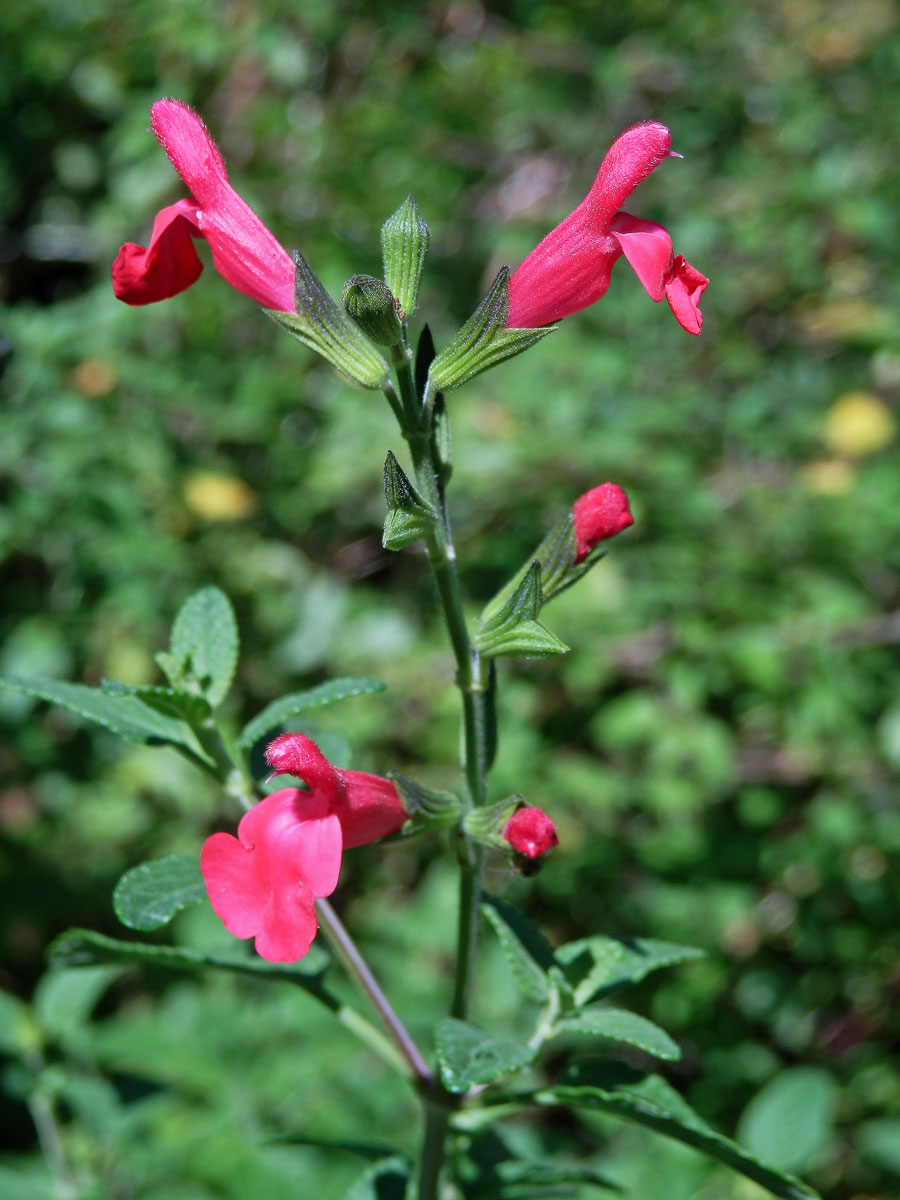 Šalvěj (Salvia microphylla Kunth)