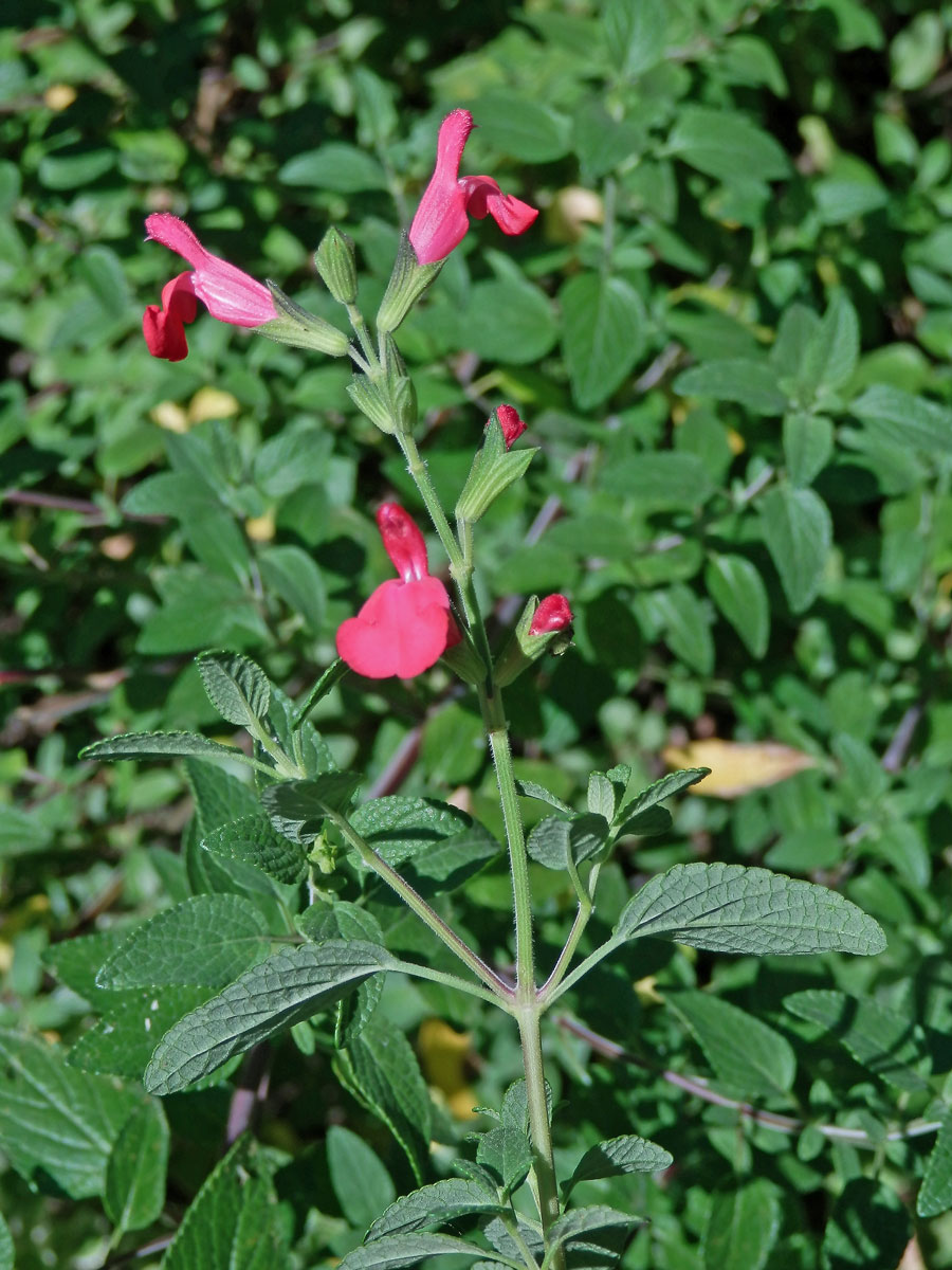 Šalvěj (Salvia microphylla Kunth)