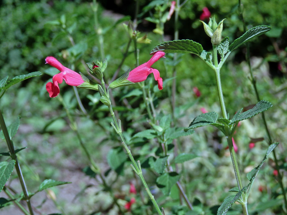 Šalvěj (Salvia microphylla Kunth)