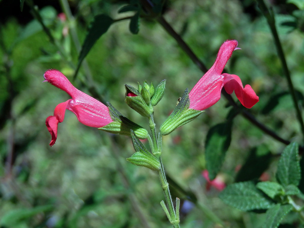 Šalvěj (Salvia microphylla Kunth)