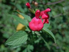 Šalvěj (Salvia microphylla Kunth)