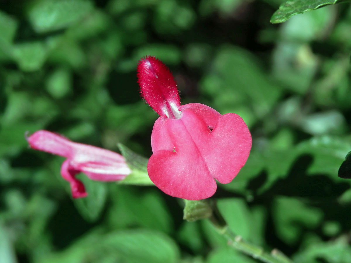 Šalvěj (Salvia microphylla Kunth)