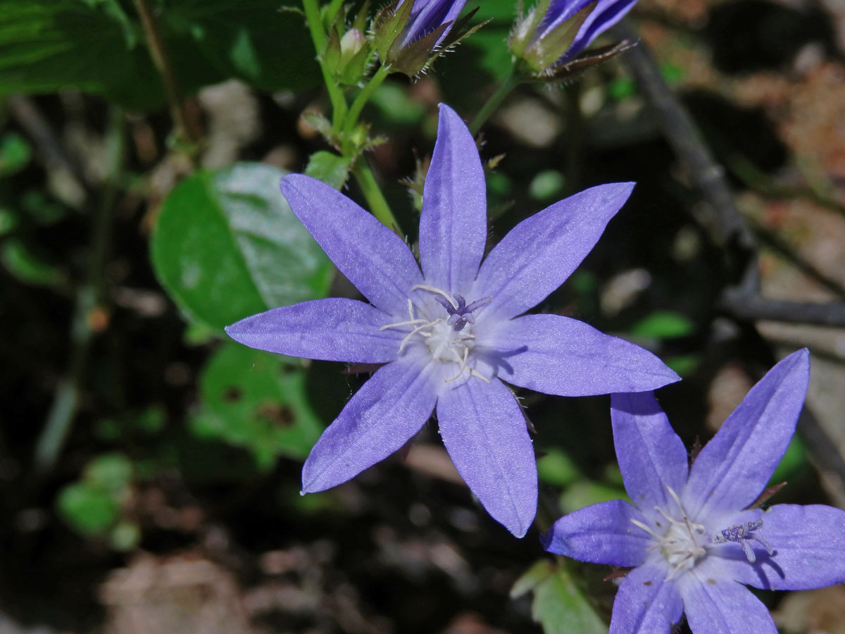 Zvonek garganský (Campanula garganica Ten.), sedmičetný květ