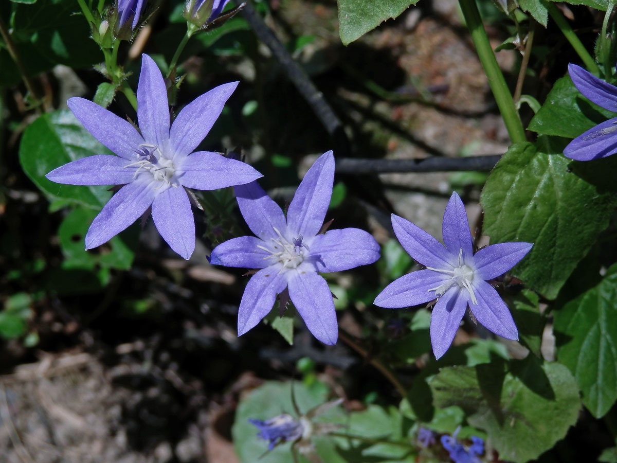 Zvonek garganský (Campanula garganica Ten.), vícečetné květy