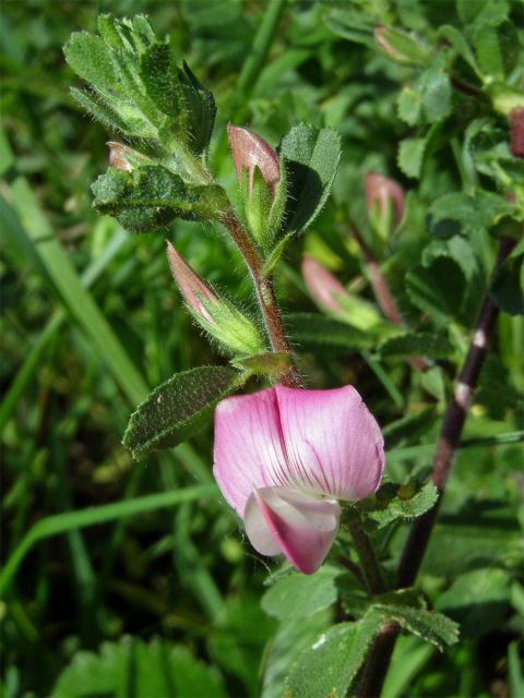 Jehlice trnitá (Ononis spinosa L.)