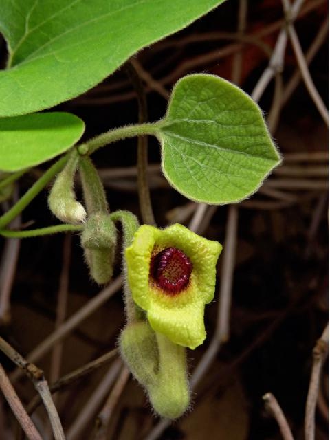 Podražec (Aristolochia tomentosa Sims)