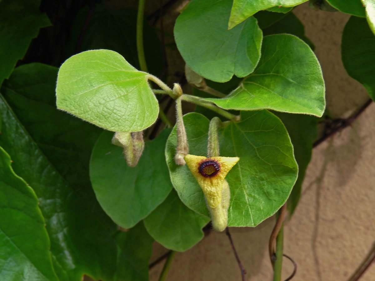 Podražec (Aristolochia tomentosa Sims)