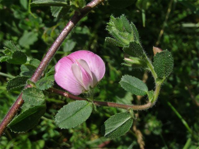 Jehlice trnitá (Ononis spinosa L.)