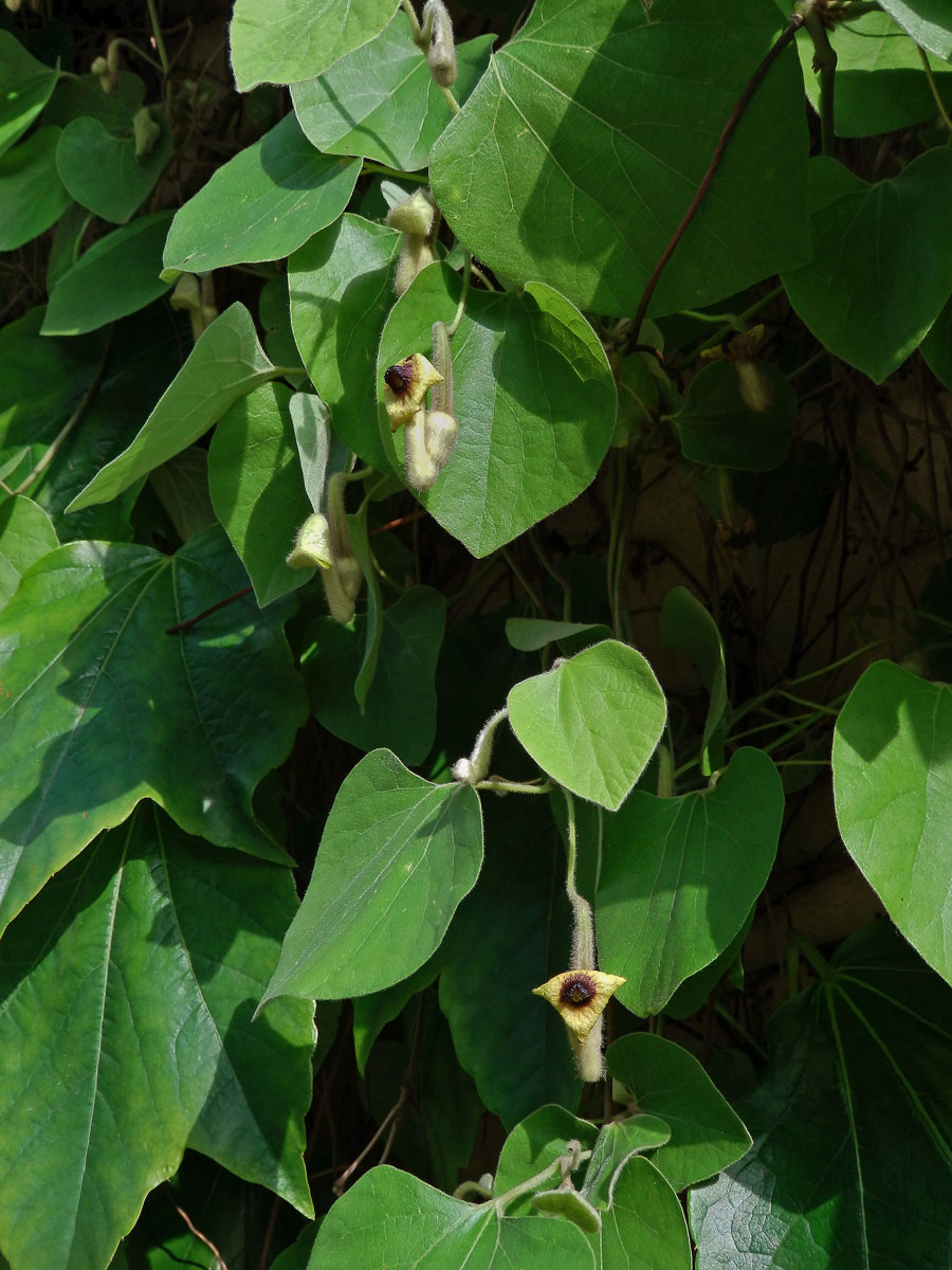 Podražec (Aristolochia tomentosa Sims)