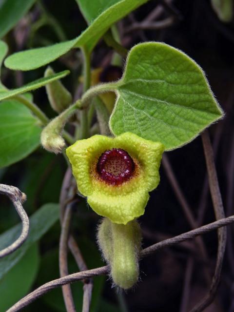 Podražec (Aristolochia tomentosa Sims)