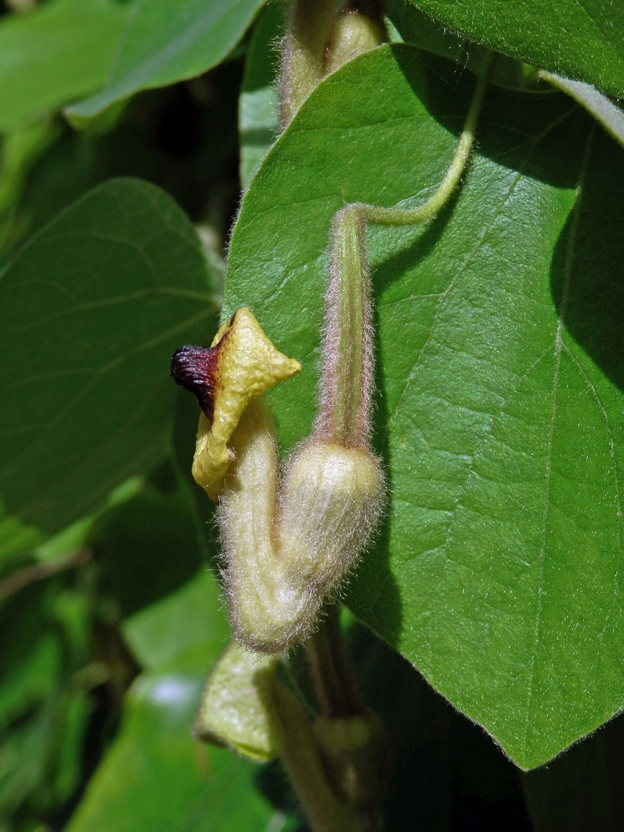 Podražec (Aristolochia tomentosa Sims)