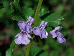 Popenec obecný (Glechoma hederacea L.)