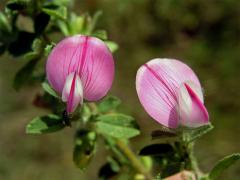 Jehlice trnitá (Ononis spinosa L.)