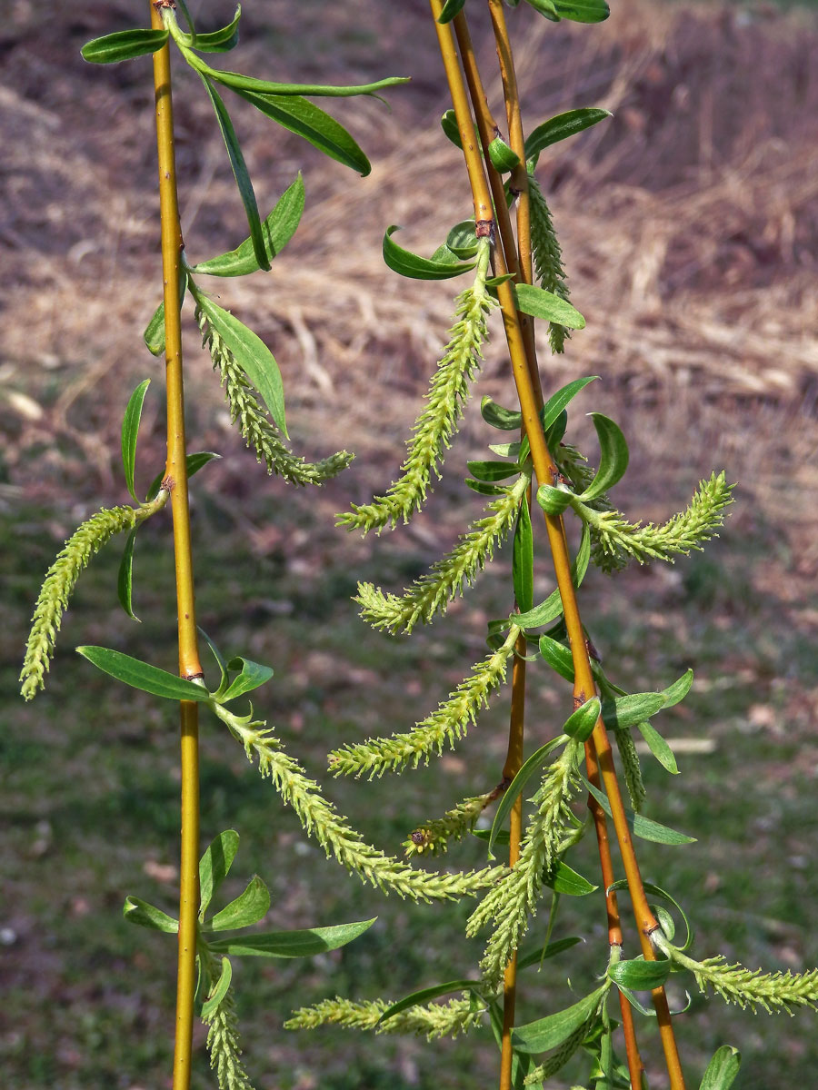 Vrba bílá smuteční (Salix alba L. ´Tristis´)