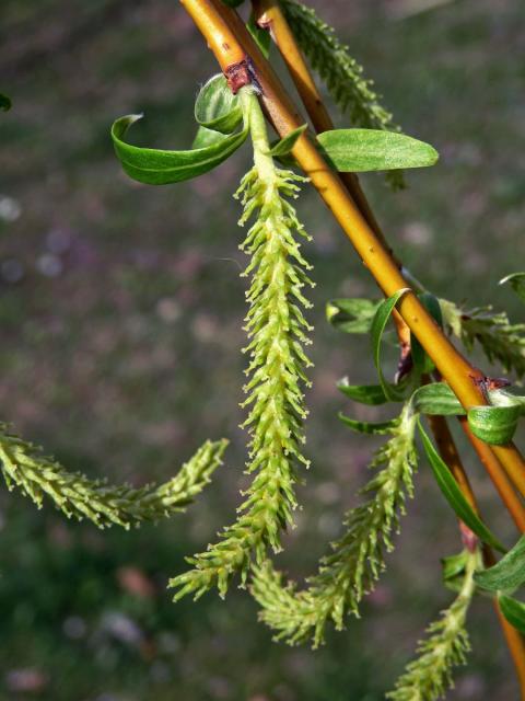 Vrba bílá smuteční (Salix alba L. ´Tristis´)