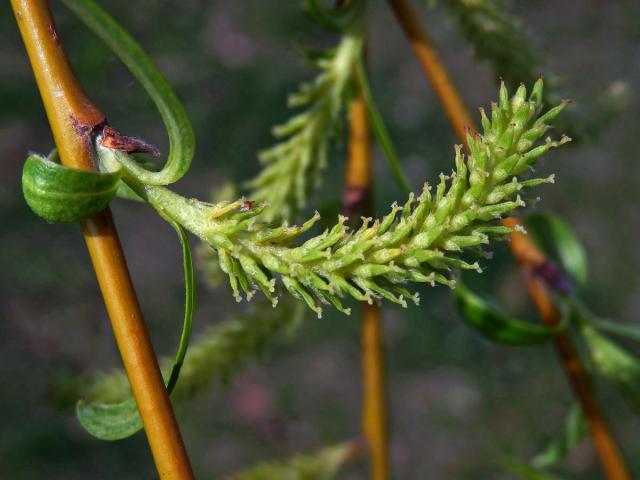 Vrba bílá smuteční (Salix alba L. ´Tristis´)